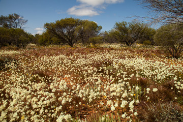 blooming australien outback in spring