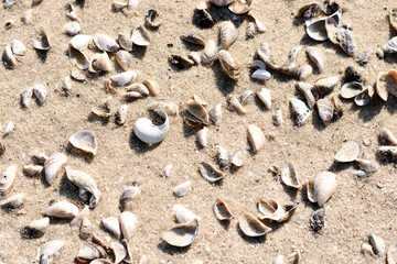 traces of the bird on the sand, shells. 