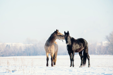 A herd of horses running in the snow field