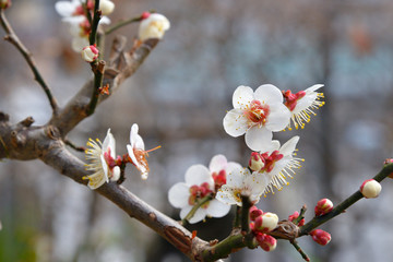 梅の花