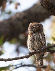 Pearl spotted owl