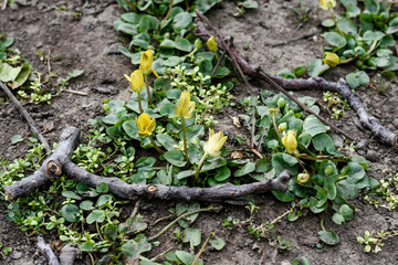 Lesser celandine or pilewort close up from the buttercup or Ranunculaceae family of plants Latin name ficaria verna known in America as a fig buttercup growing in a meadow in central Italy in March