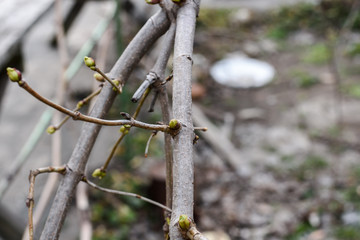 buds on a viburnum tree in spring in the garden