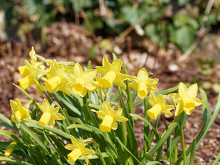 Fleurs de printemps. Les narcisses ou jonquilles jaune solitaires au sommet de tiges (Narcissus...