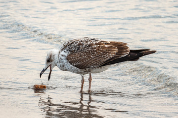 gull in the sea found a cork from wine