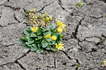 Lesser celandine or pilewort close up from the buttercup or Ranunculaceae family of plants Latin name ficaria verna known in America as a fig buttercup growing in a meadow in central Italy in March