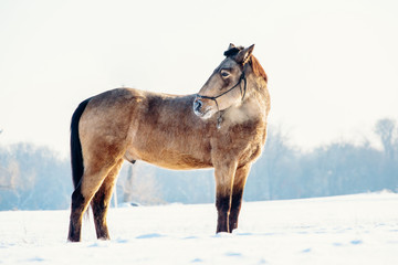 A single horse in a field covered by snow.