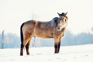 A single horse in a field covered by snow.