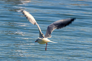 Fototapeta na wymiar seagull goes down on the water