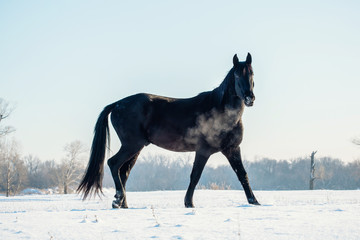 Obraz na płótnie Canvas A single horse in a field covered by snow.