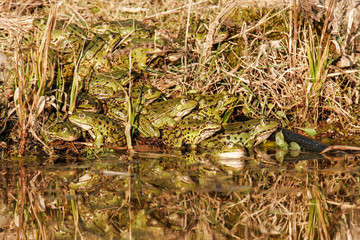 green frogs take a sunbath in early spring 