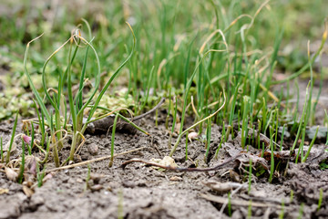 Green Seedling or Bud of Shallot growing from Soil with Fresh Water Drop as New life, Organic Agriculture in Nature Concept. Sprout of Onion with Shallow Depth of Field