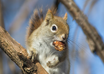 American red squirrel in winter