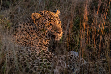 A horizontal cropped image of a young leopard staring intently past the camera lens at Djuma private reserve, South Africa