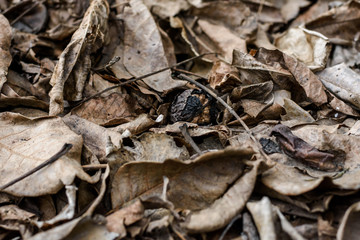 rotten foliage. Texture last years gray wet fallen leaves on dirty ground with green grass start to appear, Concept of new and fresh replacing old and rotten. 