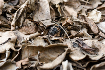 rotten foliage. Texture last years gray wet fallen leaves on dirty ground with green grass start to appear, Concept of new and fresh replacing old and rotten. 