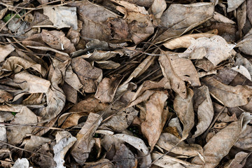 rotten foliage. Texture last years gray wet fallen leaves on dirty ground with green grass start to appear, Concept of new and fresh replacing old and rotten. 