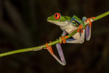 Naklejka premium Red-eyed tree frog at night