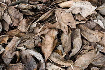 rotten foliage. Texture last years gray wet fallen leaves on dirty ground with green grass start to appear, Concept of new and fresh replacing old and rotten. 