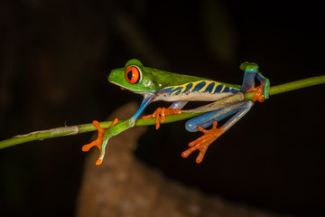 Red-eyed tree frog at night