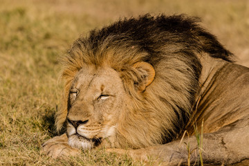 A full length horizontal colour image of a beautiful unscarred male lion, enjoying a morning nap on safari at a private wildlife reserve South Africa.