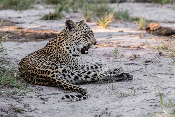 A horizontal cropped image of a female leopard showing teeth as she takes a breather on a sandy, dry river bed in the late aftternoon on safari in South Africa.