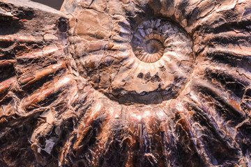 Background or texture from a stone in the form of a shell of a snail. Brown color. Precious ammonite. Natural and solid material. © Vlada