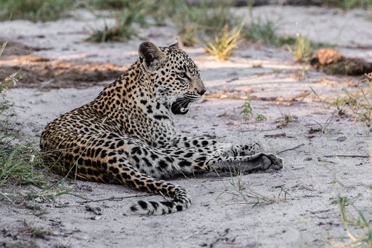 A horizontal cropped image of a female leopard showing teeth as she takes a breather on a sandy, dry river bed in the late aftternoon on safari in South Africa.
