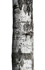 Fototapeta premium old birch tree trunk isolated on white background