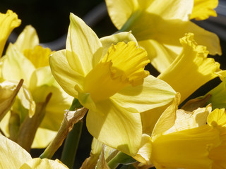 Gros plan sur des Narcisses ou Jonquilles jaunes (Narcissus pseudonarcissus), appelés Narcisses trompette dont les fleurs solitaires présentent des tépales en étoile jaune clair autour d'une longue co