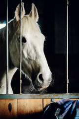 Horse sticking its head out of a stall door in a stable.