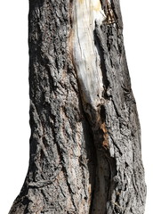 old tree trunk isolated on white background