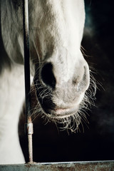 Horse sticking its head out of a stall door in a stable.