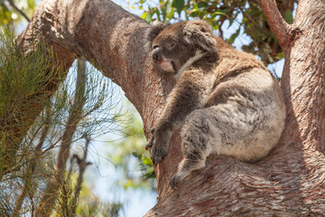 Koala bear resting in eucalyptus tree