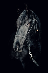 Fototapeta na wymiar Portrait of a beautiful black stallion on a black background