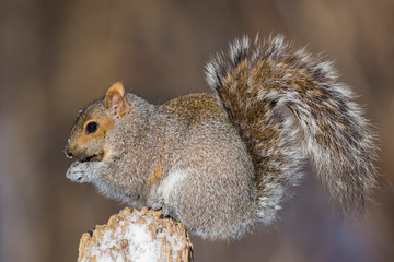 Naklejka na ściany i meble Eastern grey squirrel in winter