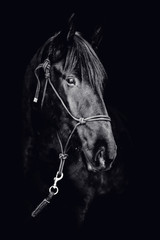 Portrait of a beautiful black stallion on a black background