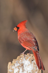 male northern cardinal in winter