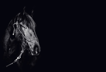 Portrait of a beautiful black stallion on a black background - 254221784