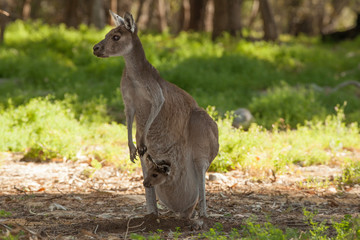 mother kangaroo with baby looking out of the pouch