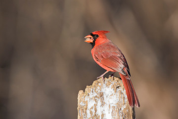 male northern cardinal in winter