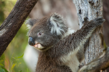 koala bear clutching branch