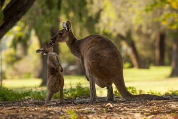 mother kangaroo with baby close together