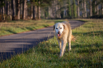 Golden retriever walking on grass verge from road in woods