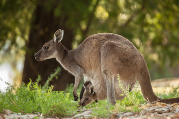 Fototapeta premium mother kangaroo with baby looking out of the pouch