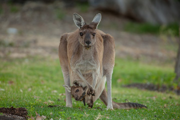 Naklejka na ściany i meble mother kangaroo with baby looking out of the pouch
