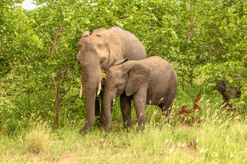 Fototapeta premium Wild african elephant close up, Botswana, Africa