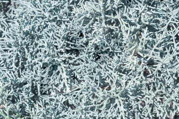 Turquoise abstraction plant texture