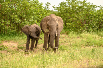 Obraz premium Wild african elephant close up, Botswana, Africa