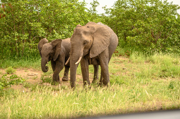 Fototapeta premium Wild african elephant close up, Botswana, Africa